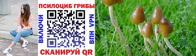 Псилоцибиновые грибы Psilocybe Луга