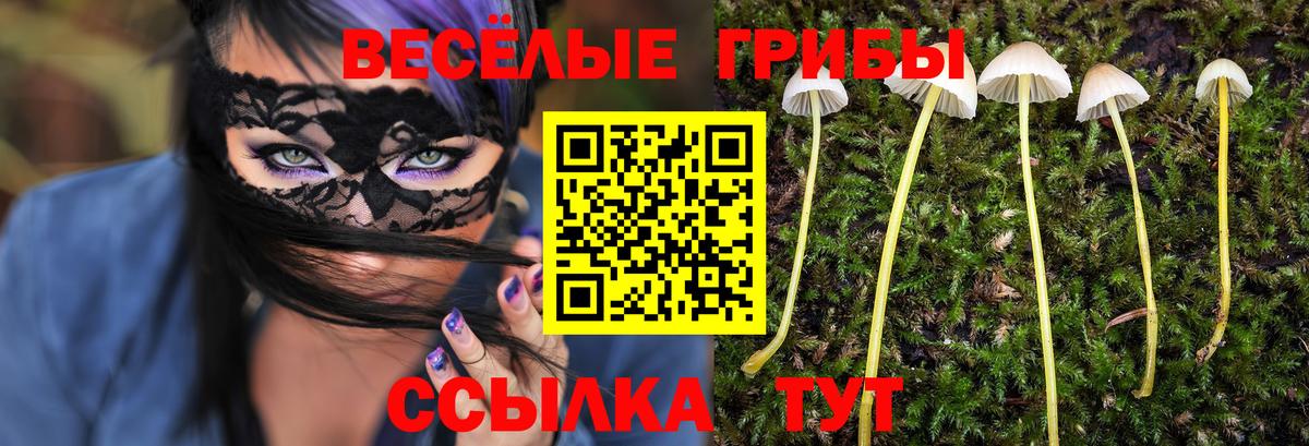 Псилоцибиновые грибы Psilocybe  Вход с VPN  Луга 